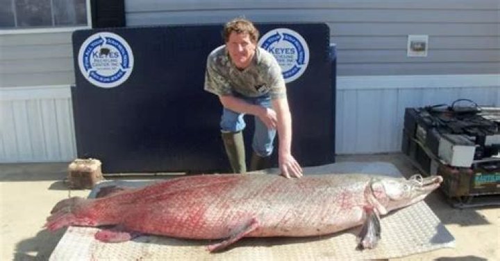 Alligator Gar World Record Length: Discover the Largest Alligator Gar Ever Caught