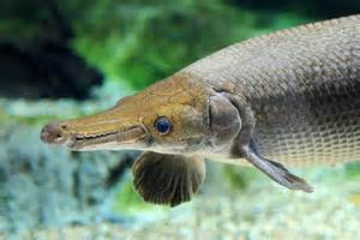 The Longest Alligator Gar: A Fascinating Deep-Dive into the World's Largest Freshwater Predator